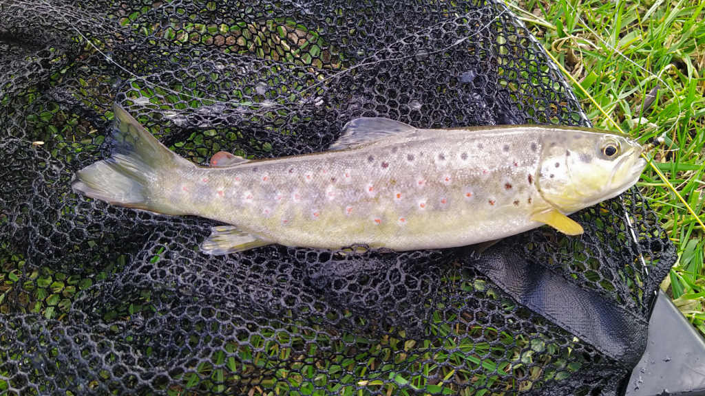 Photo of the first trout